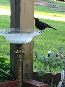 Bird at Birdbath