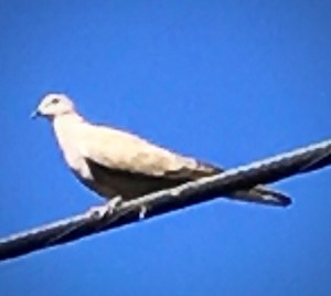 Dove sitting on a wire