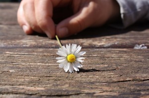 Daisy, flower, hand