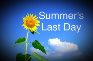 Sunflower and blue sky