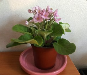 African Violet Plant