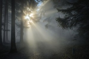 Sun shining thru trees and mist