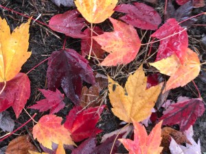 Fall Leaves