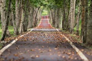 Path with leaves in forest
