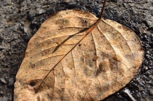 Brown Leaf in Fall