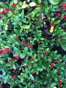 Holly Bush