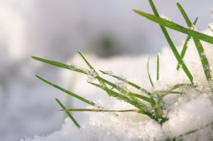 Snow covered grass