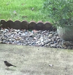 Chickadee bird looking for food in winter