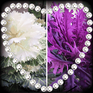 Ornamental Cabbage and Kale In Winter coved by raindrops