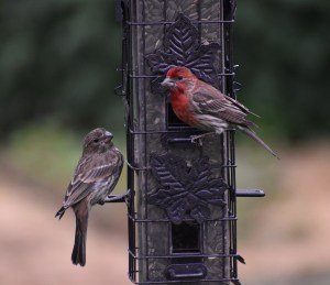 Birds at bird feeder