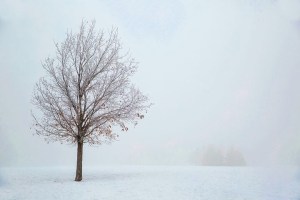 Tree standing in the haze of winter