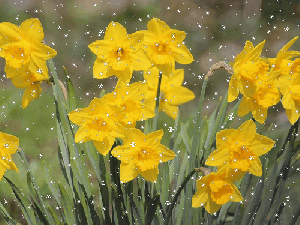 Daffodils in Snow