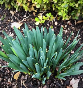 Daffodil sprouts