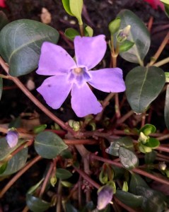 Vinca Vine blossom