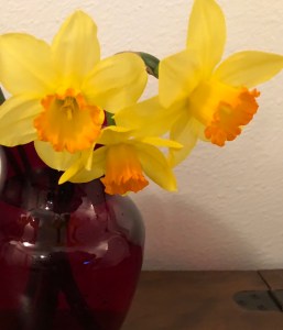 Daffodils in red vase