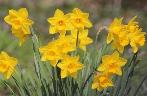 Daffodils