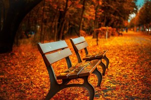 Bench near the woods and among fall Leaves
