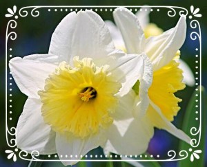 Narcissus Flowers