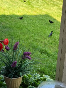 Birds gathering on the green lawn