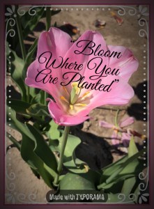 Pink Tulip, “Bloom Where You Are Planted”