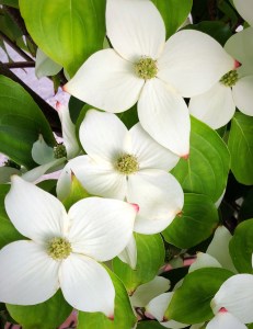 Dogwood Tree blossoms 