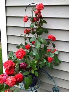 Rose Plant