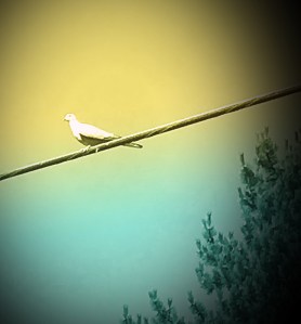 Dove on Highwire