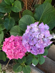 Pink and Lavender Hydrangea blooms