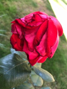 Fading red rose
