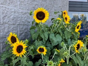 Sunflowers