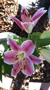 Pink Oriental Lily in bloom
