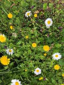 Flowers and weeds growing together 