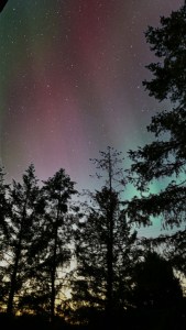Tree tops, sky, stars