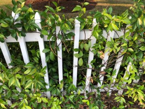 Honeysuckle growing on a white picket fence