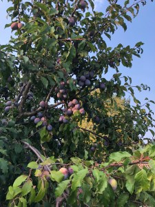 Plum tree full of ripe purple plums