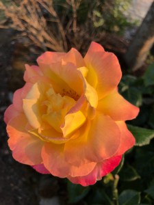 Rose bloom in colors of peach, yellow and pink 