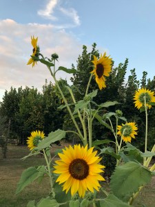 Sunflowers