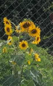 Sunflowers drooping on a gloomy day