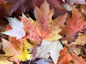 Leaves of Autumn, raindrops