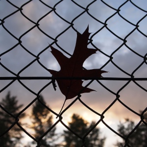 Leaf on a fence