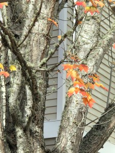 Aged tree stands strong with a few fall leaves on it