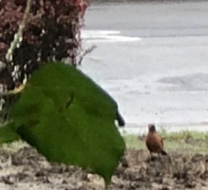 Robin in winter rain