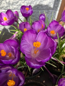 Purple Crocus