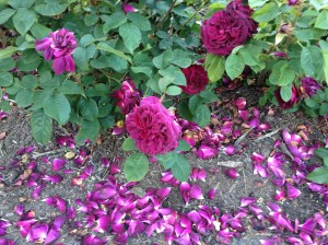 Roses and rose petals on ground at the Rose Garden in Portland, OR