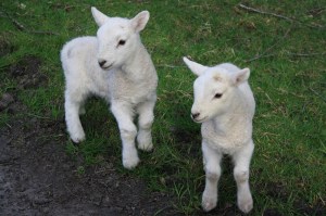 Lambs