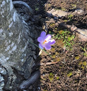 Purple Crocus in bloom planted next to a tree