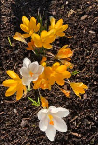 Golden Crocus in bloom