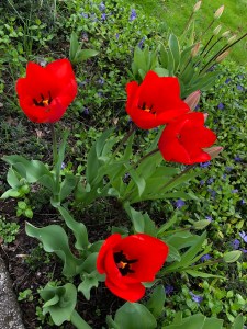 Red Tulips in bloom
