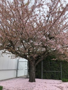 Pink Cherry Blossom tree in bloom