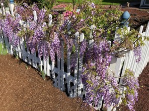 Purple Wisteria on a white picket fence